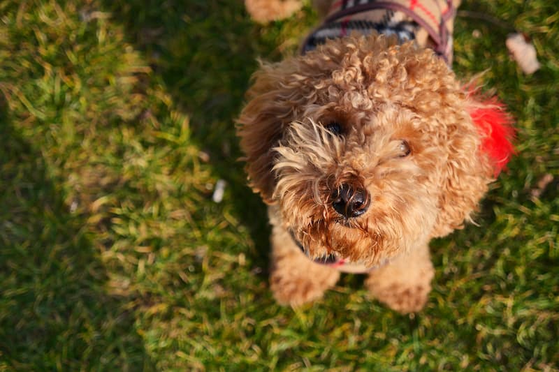 puppy 12