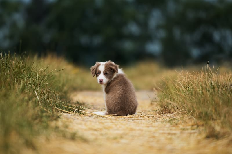puppy 14