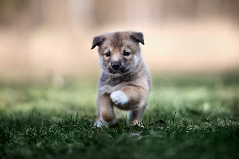 puppy 2