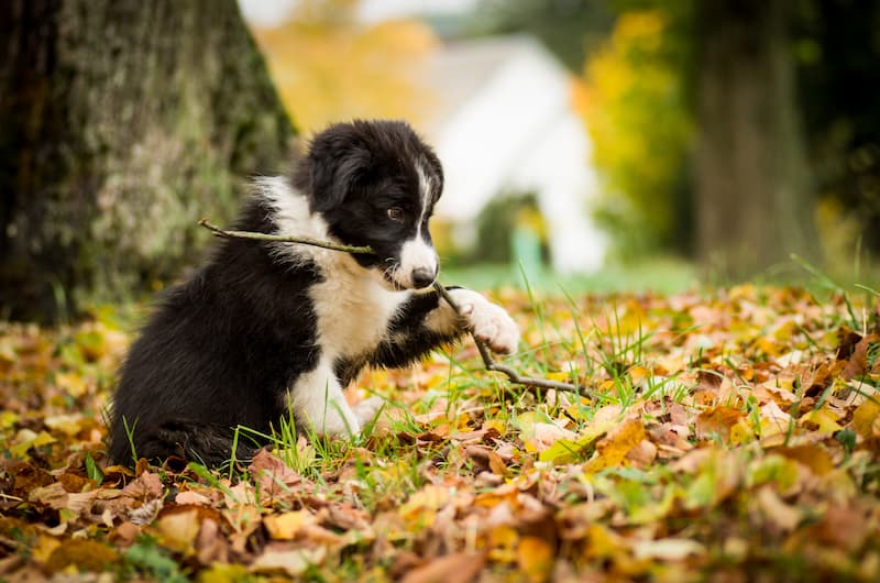 puppy 3