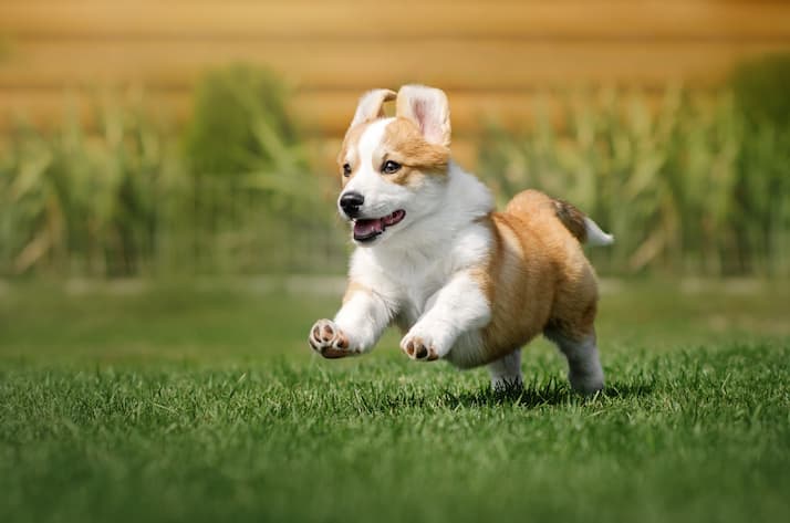 puppy 4