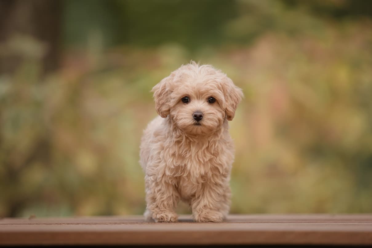 puppy 6