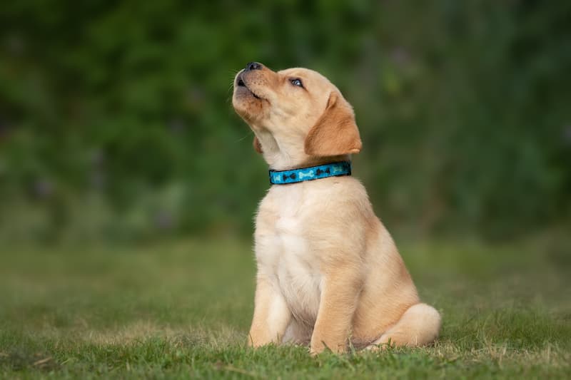 puppy 7