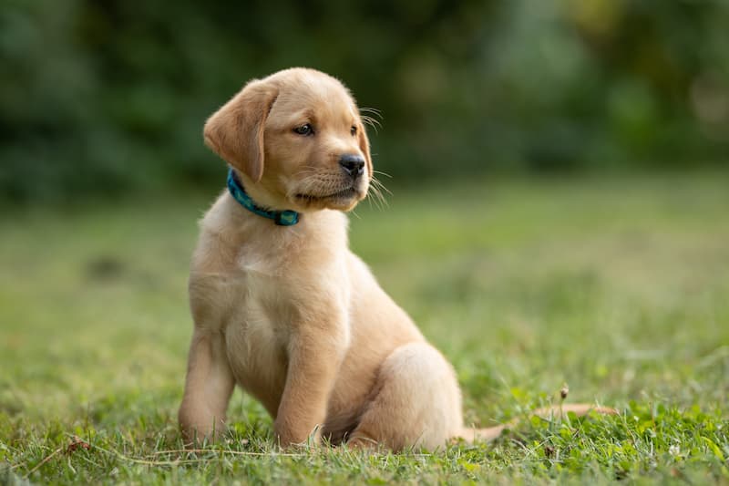 puppy 8
