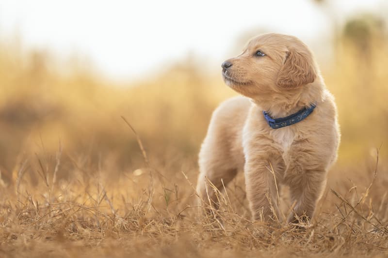 puppy 9